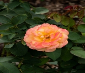 2020 09 01 LyndaleParkRoseGarden 029